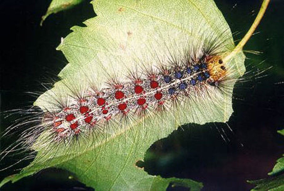 Кистехвост обыкновенный гусеница