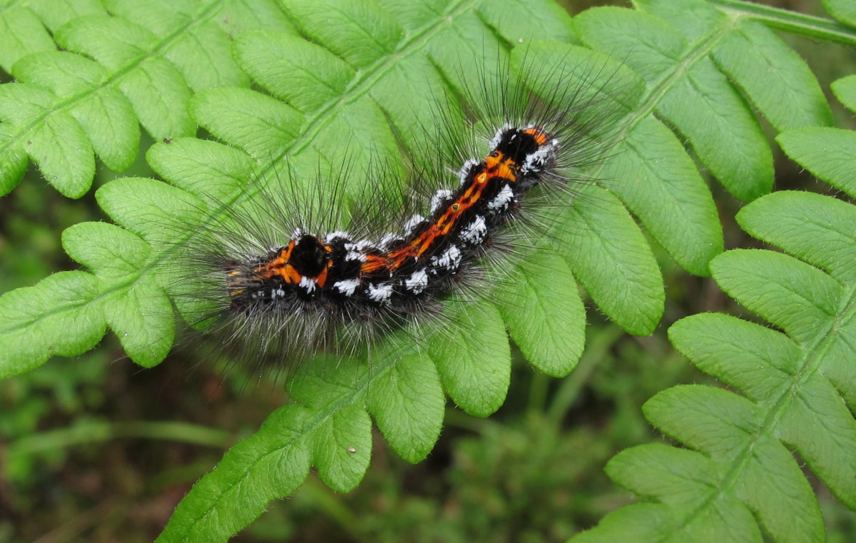 Calliteara pudibunda гусеница