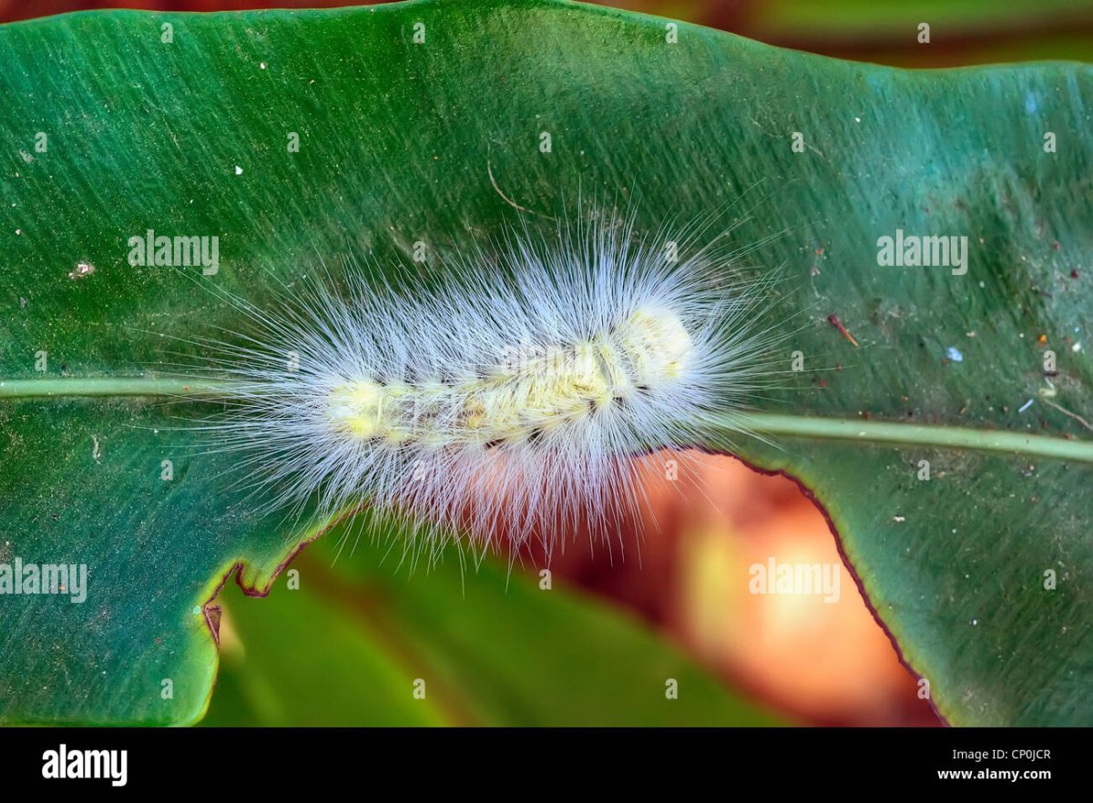 Бабочка волнянка желтогузка