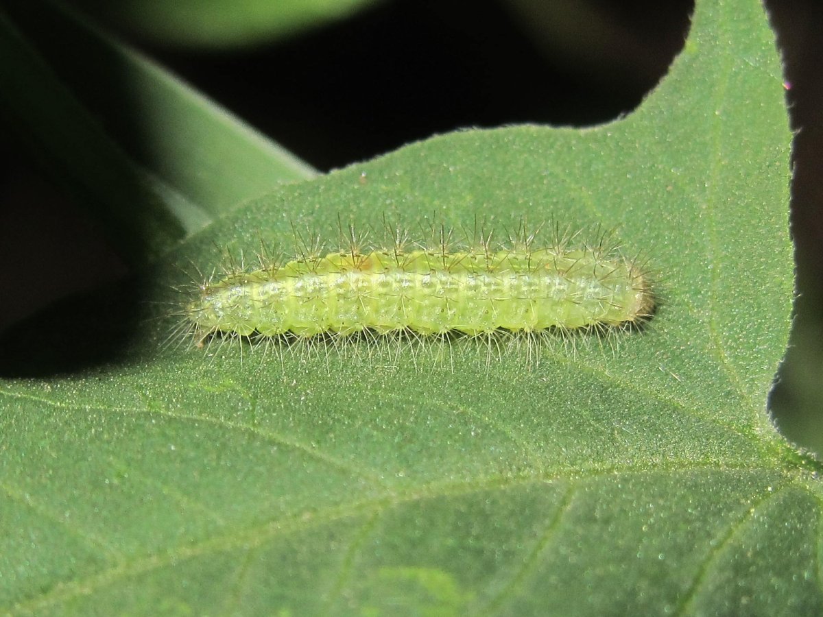 Волнянка насекомое гусеница