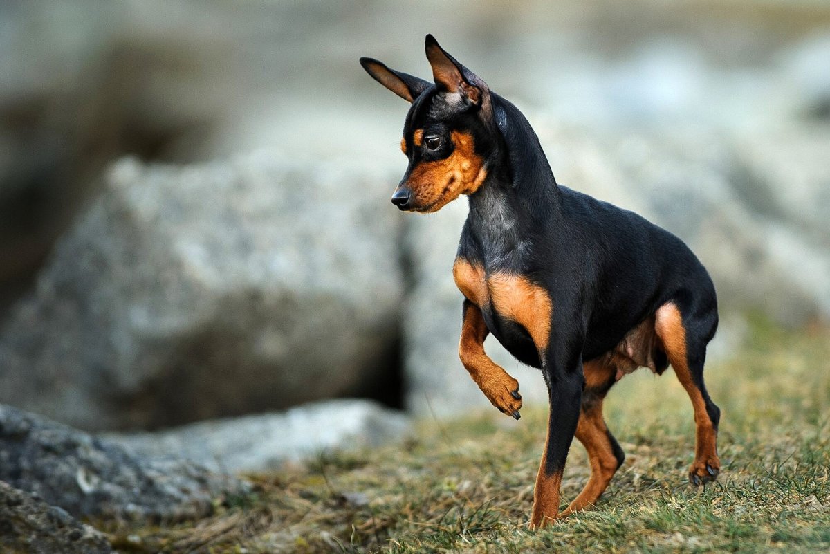 Карликовый пинчер белый