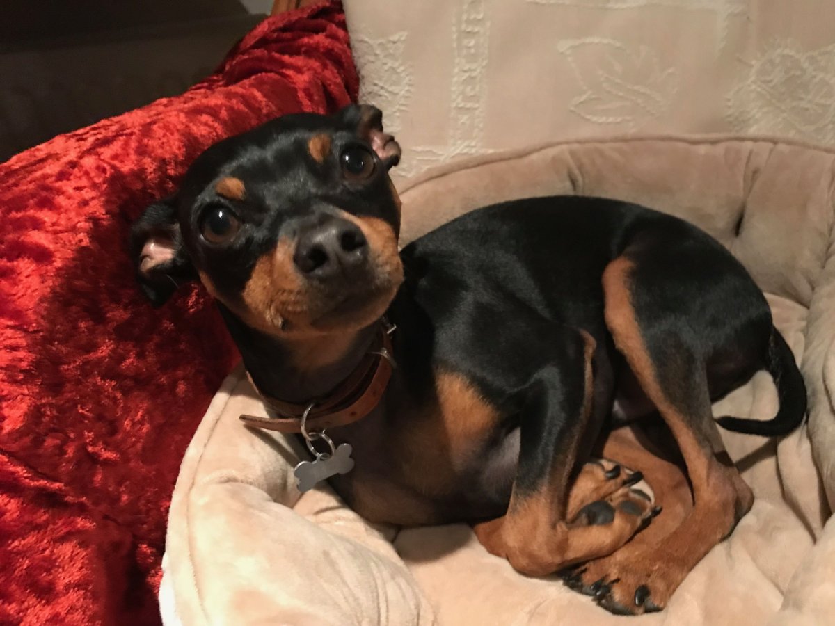 Доберман-пинчер карликовый