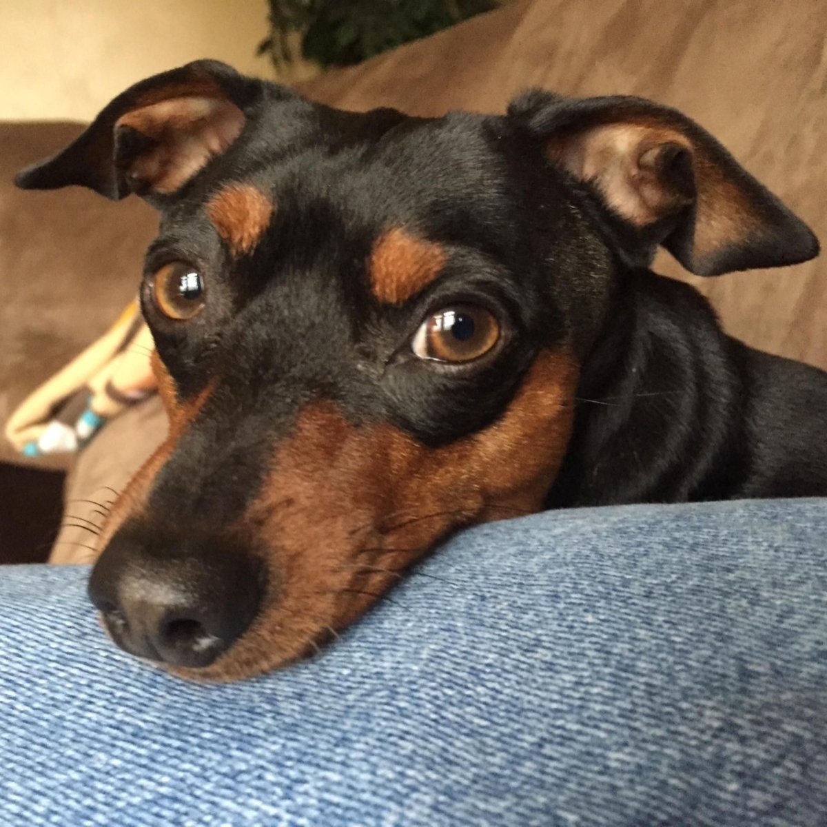 Карликовый пинчер