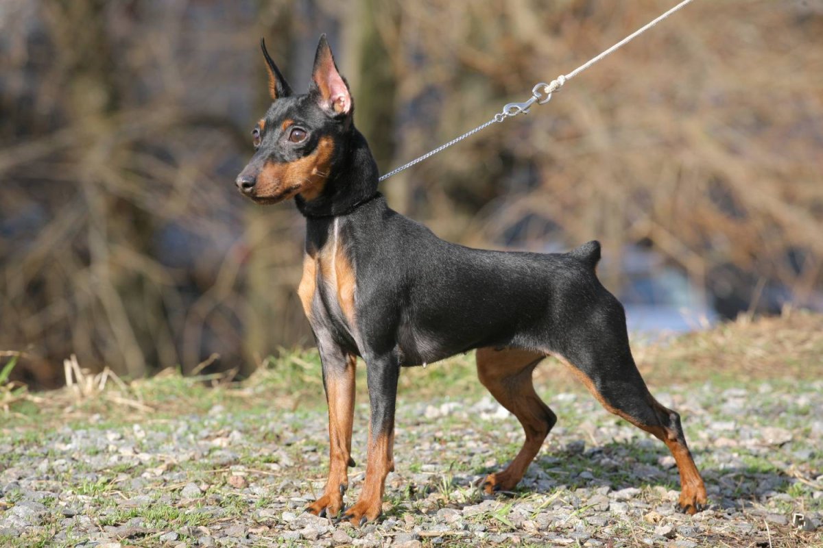 Щенки цвергпинчера (мини пинчера )