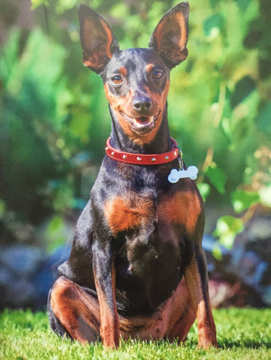 Русский пинчер терьер