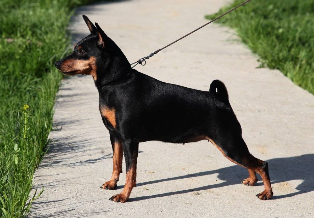 Доберман пинчер злой