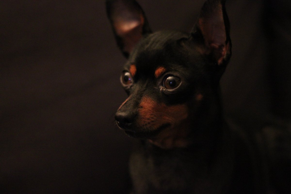 Карликовый пинчер щенки