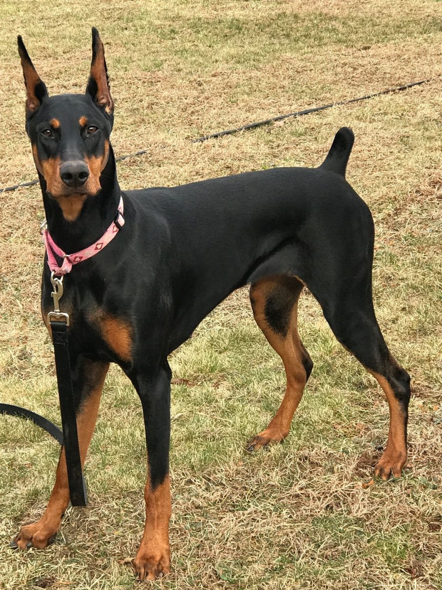 Доберман бойцовская