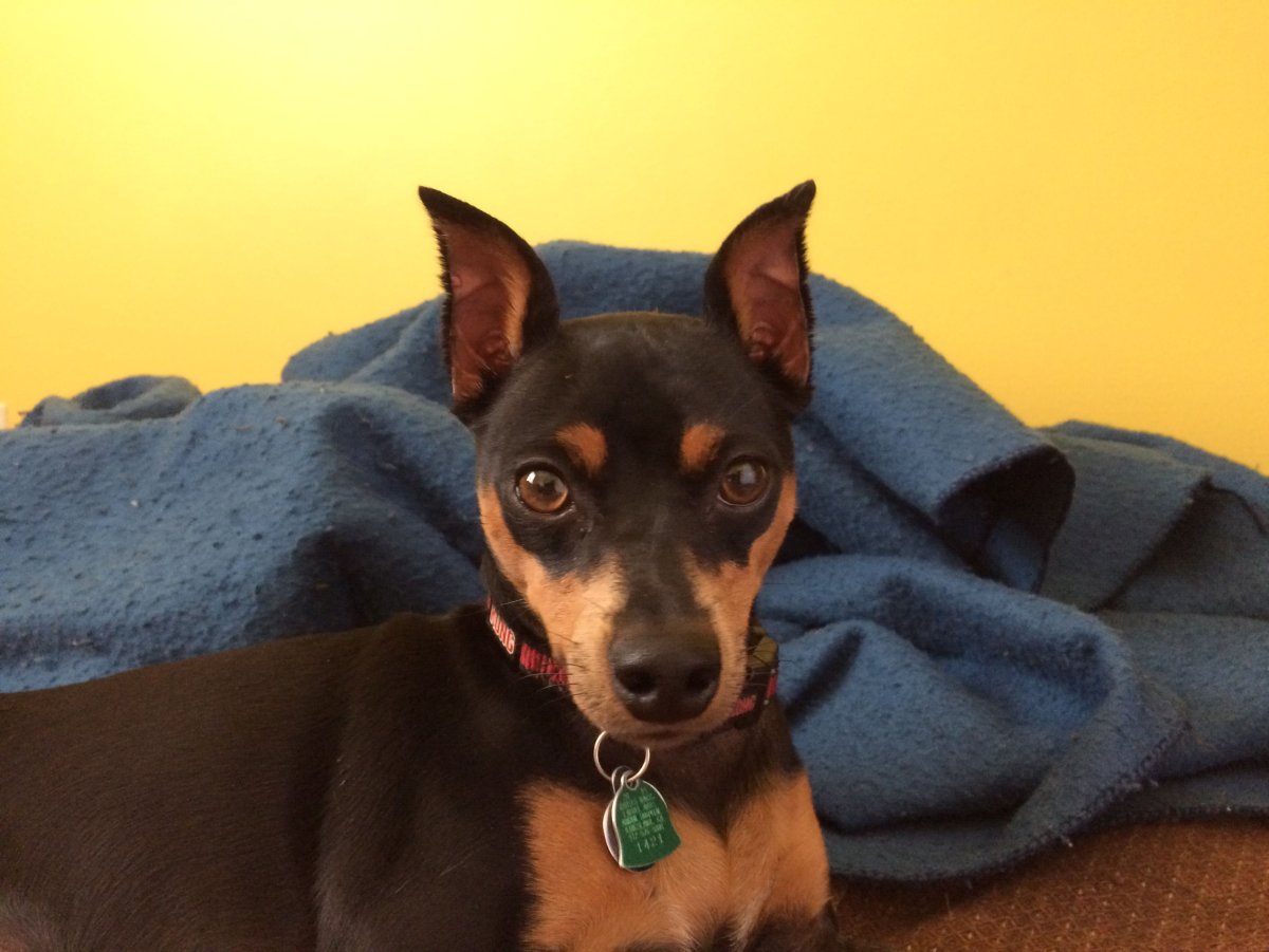 Цвергпинчер обои на телефон