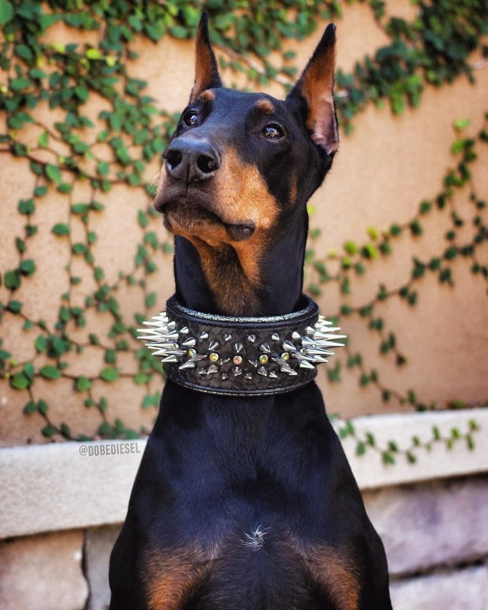 Щенок добермана Эстетика