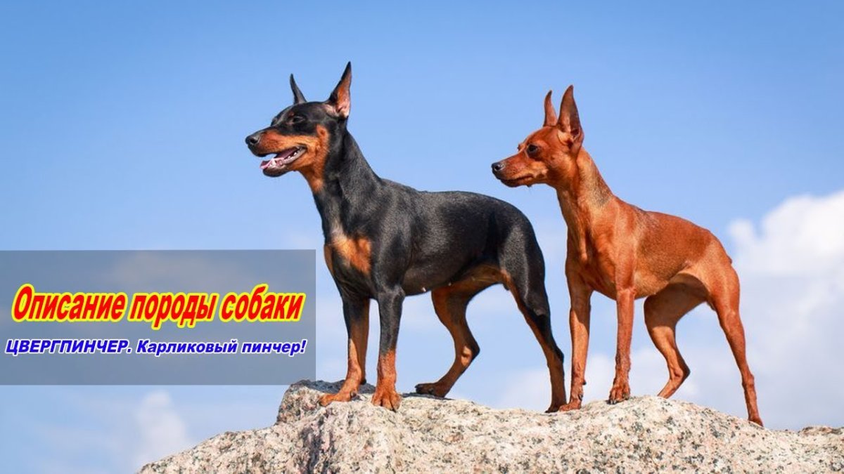 Мини Доберман Цвергпинчер