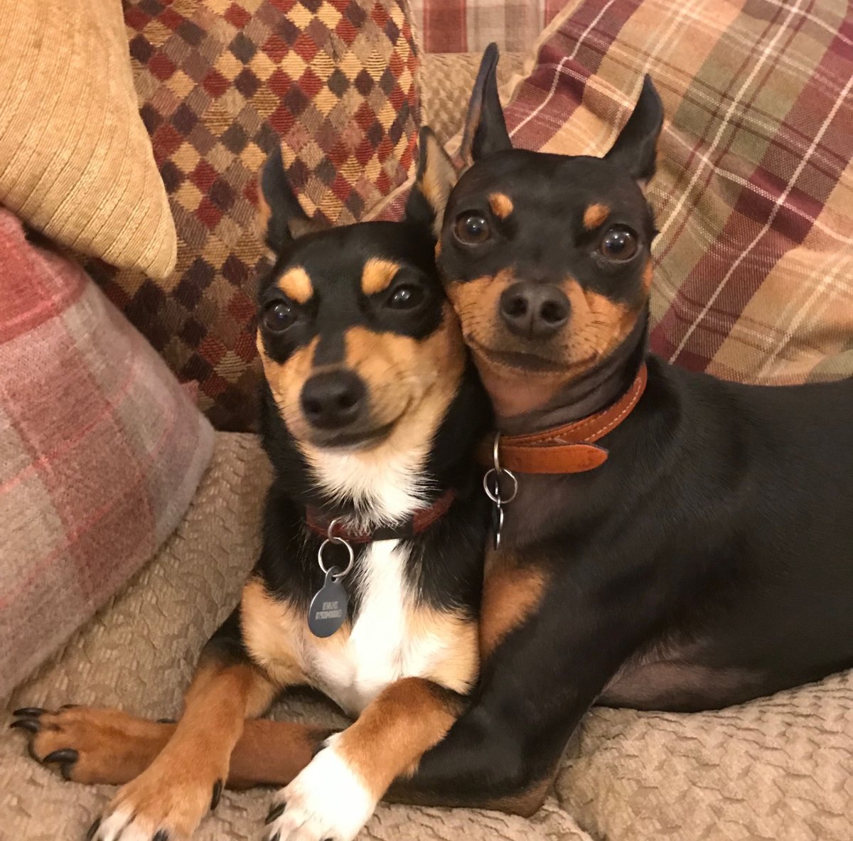 Бостон пинчер