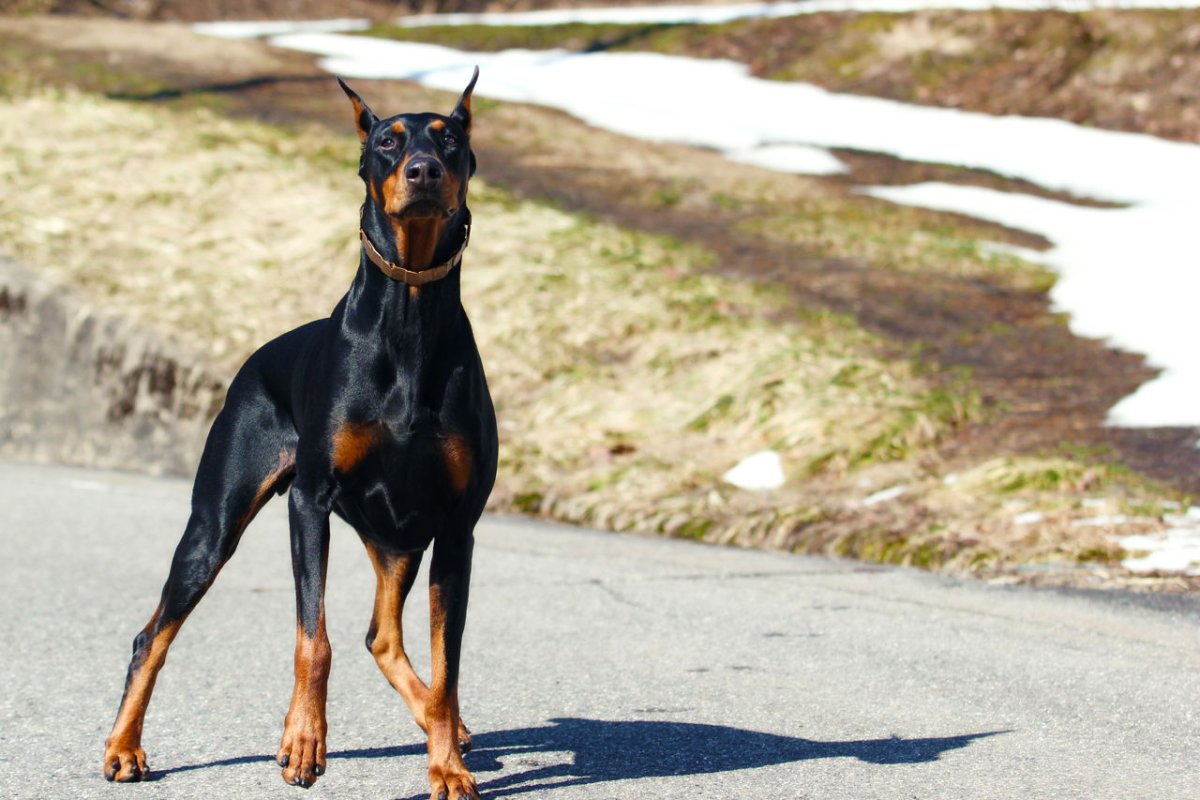 Породы собак Доберман щенок