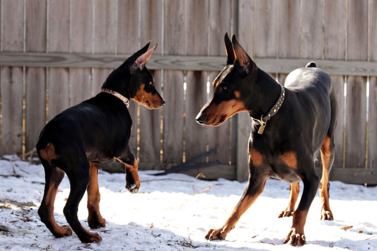 Цвергпинчер на службе
