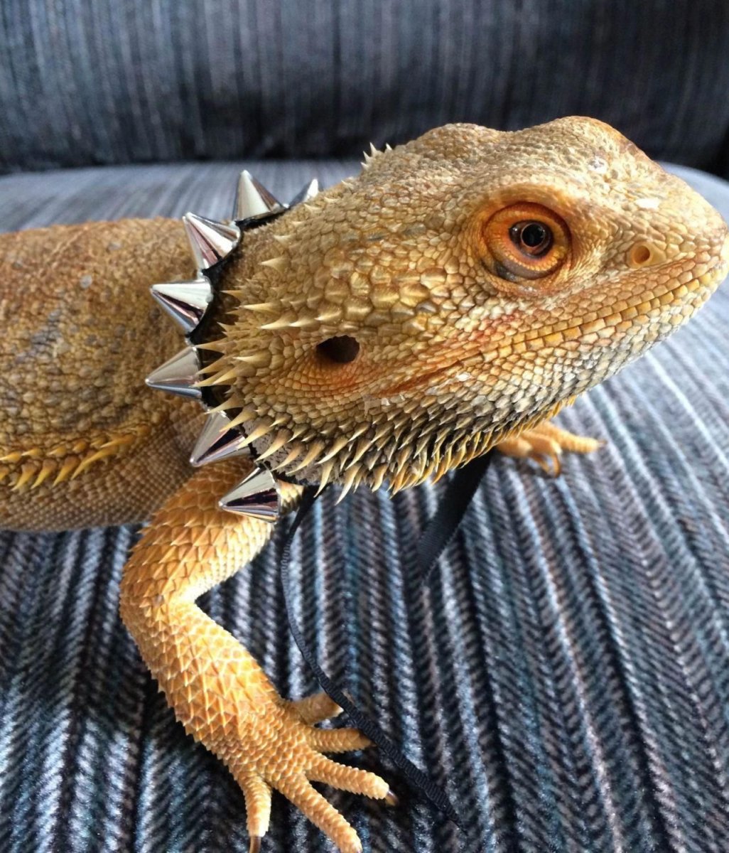 Ящерица бородатая агама