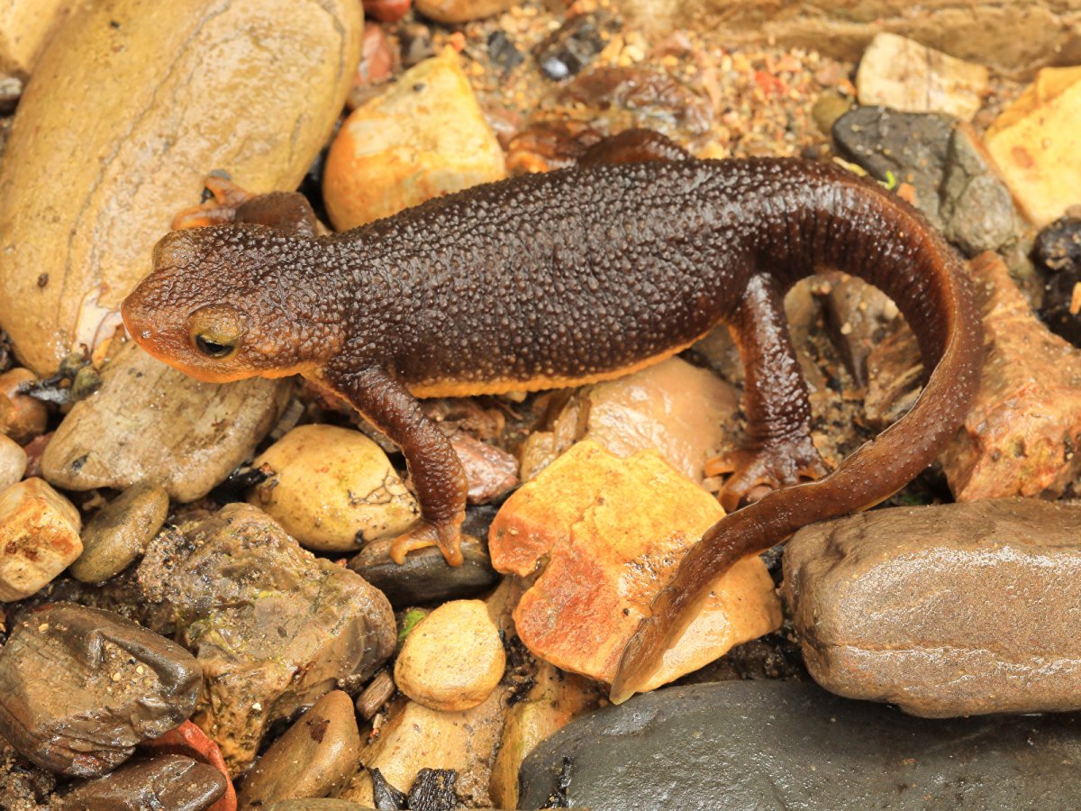 Живородящие агамы