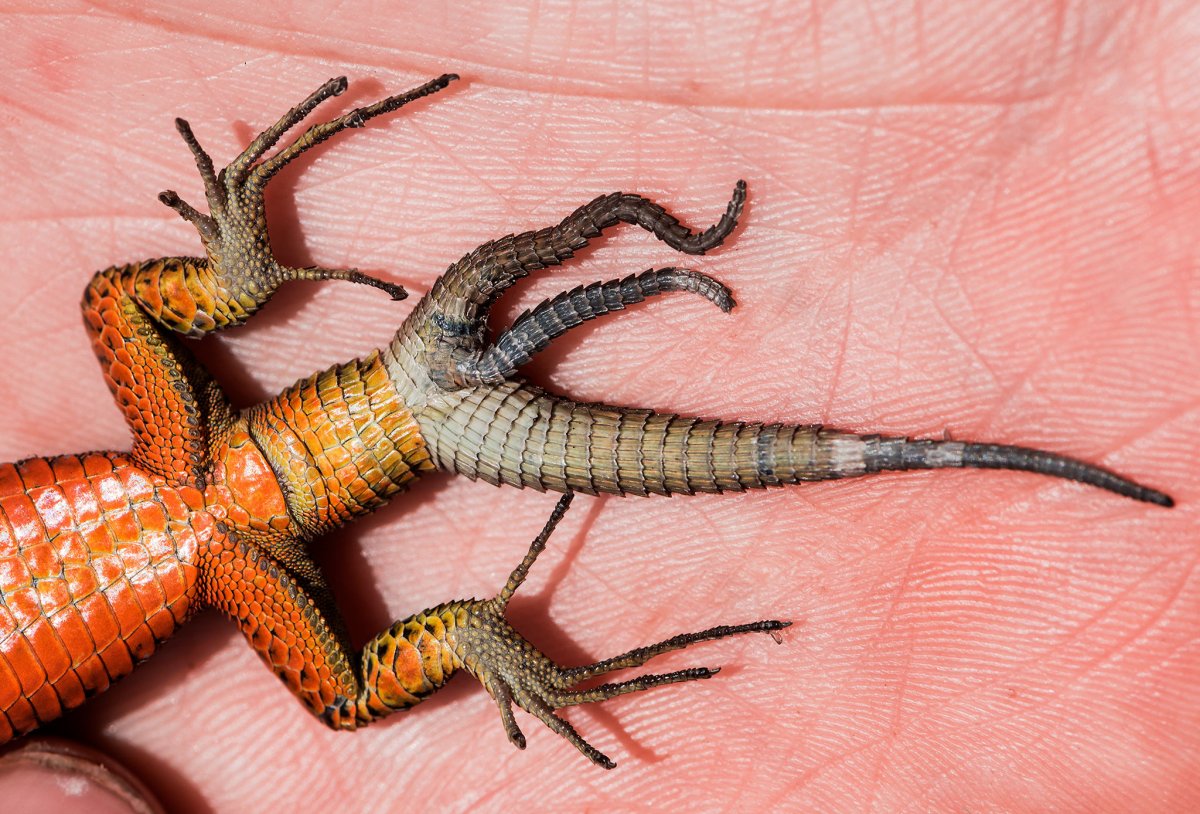 Отбрасывание хвоста ящерицей