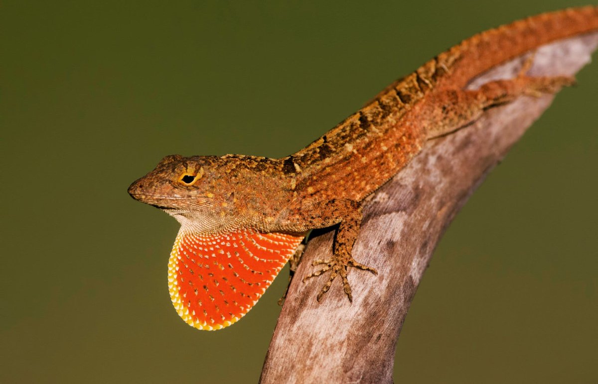 Рыжая ящерица