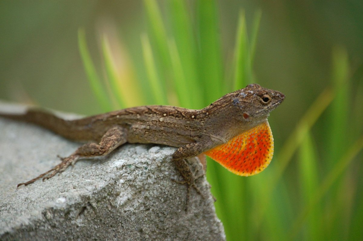 Бурый анолис