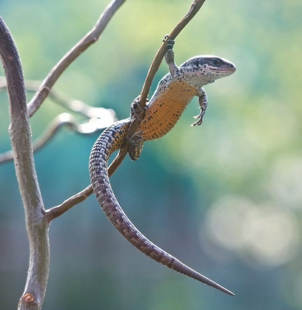 Аптечный сцинк ящерица