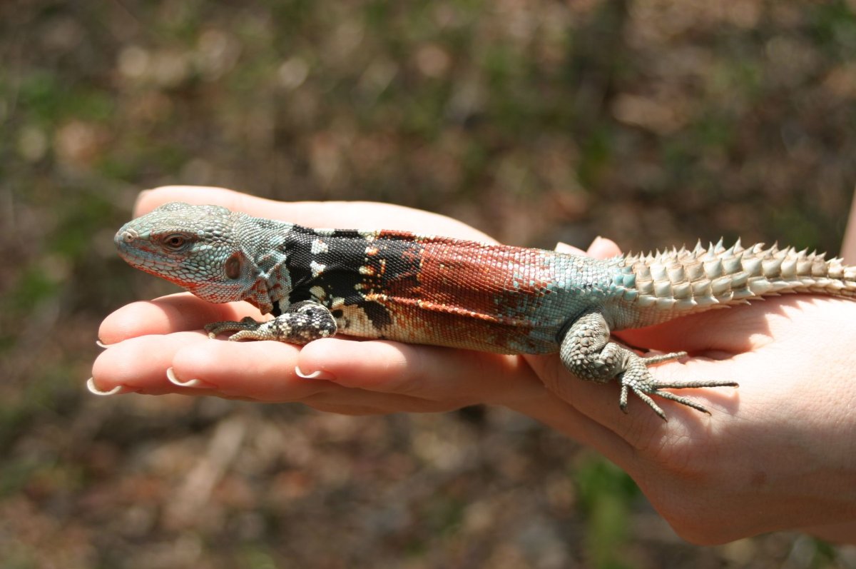 Игуана шипохвостая Мексиканская