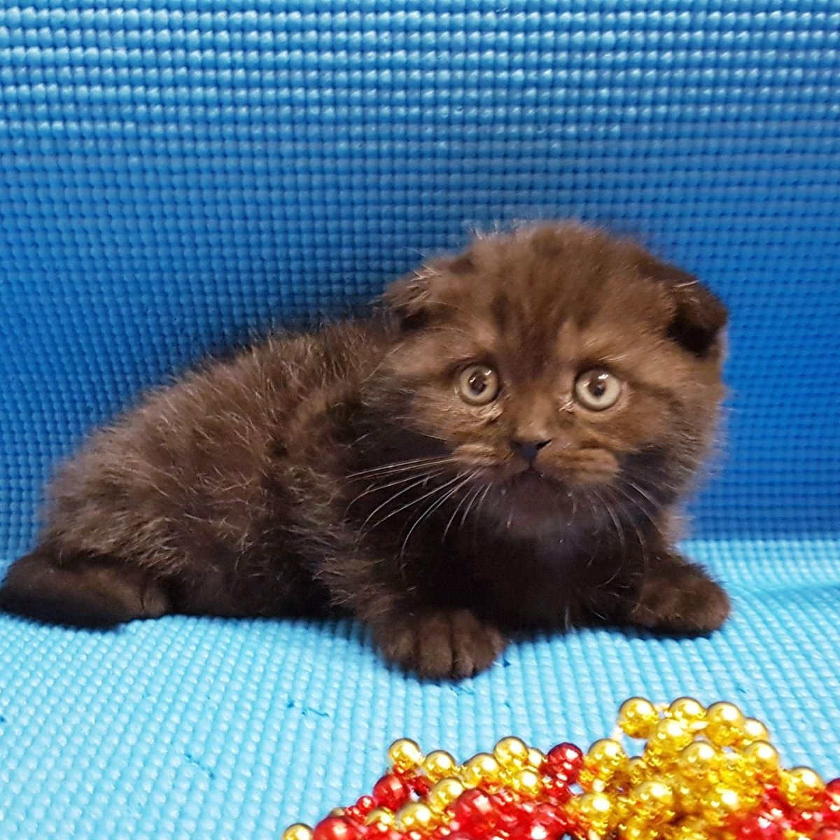 Шотландская вислоухая кошка шоколадная