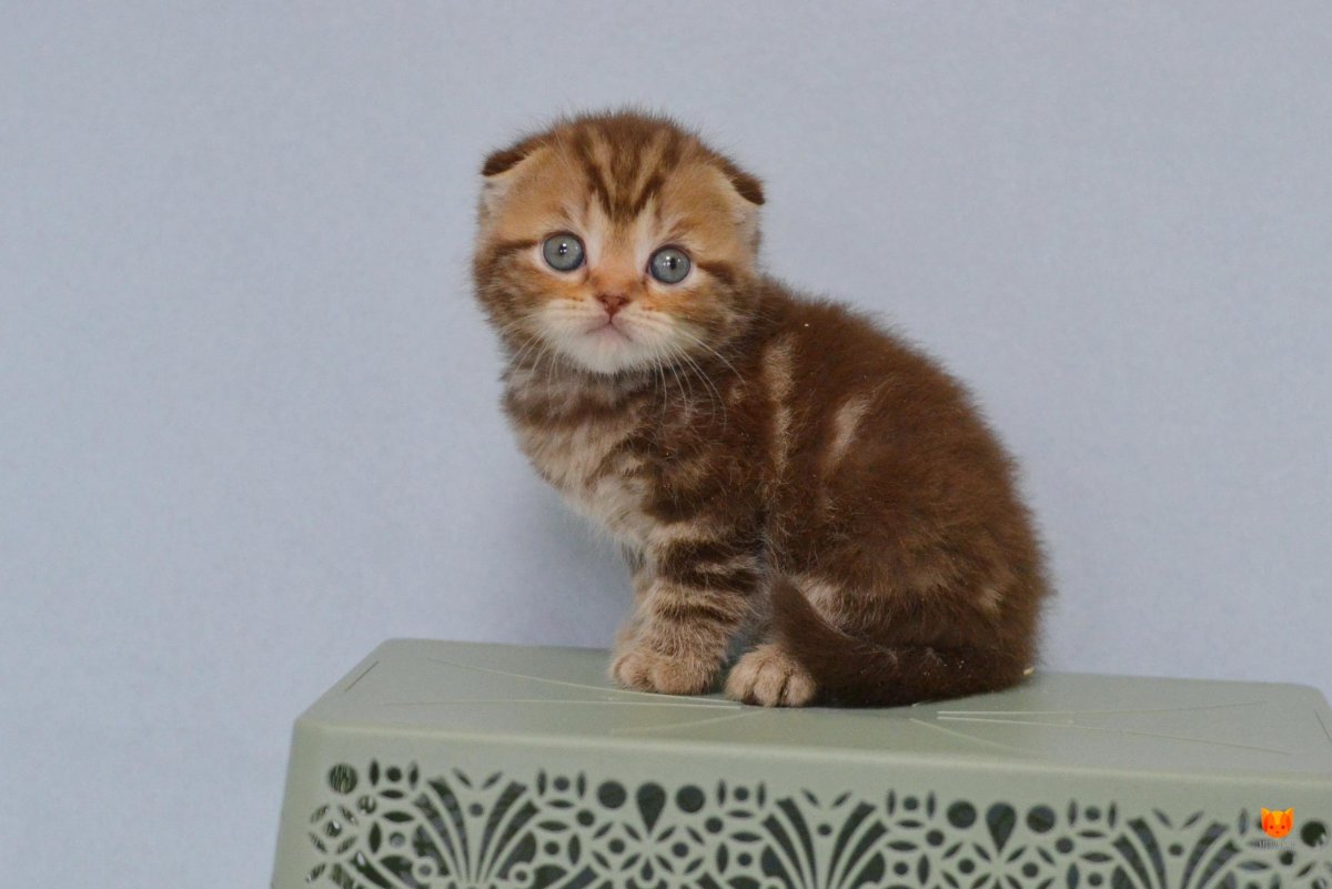 Скоттиш фолд шоколадного цвета