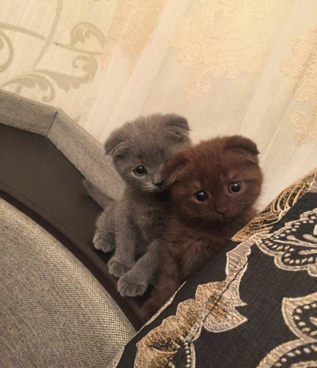 Котята вислоухие Горький шоколад