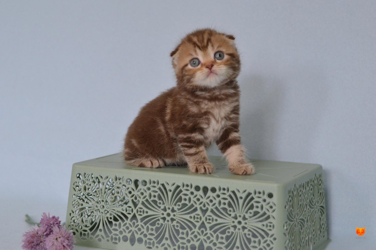 Шотландская вислоухая кошка циннамон