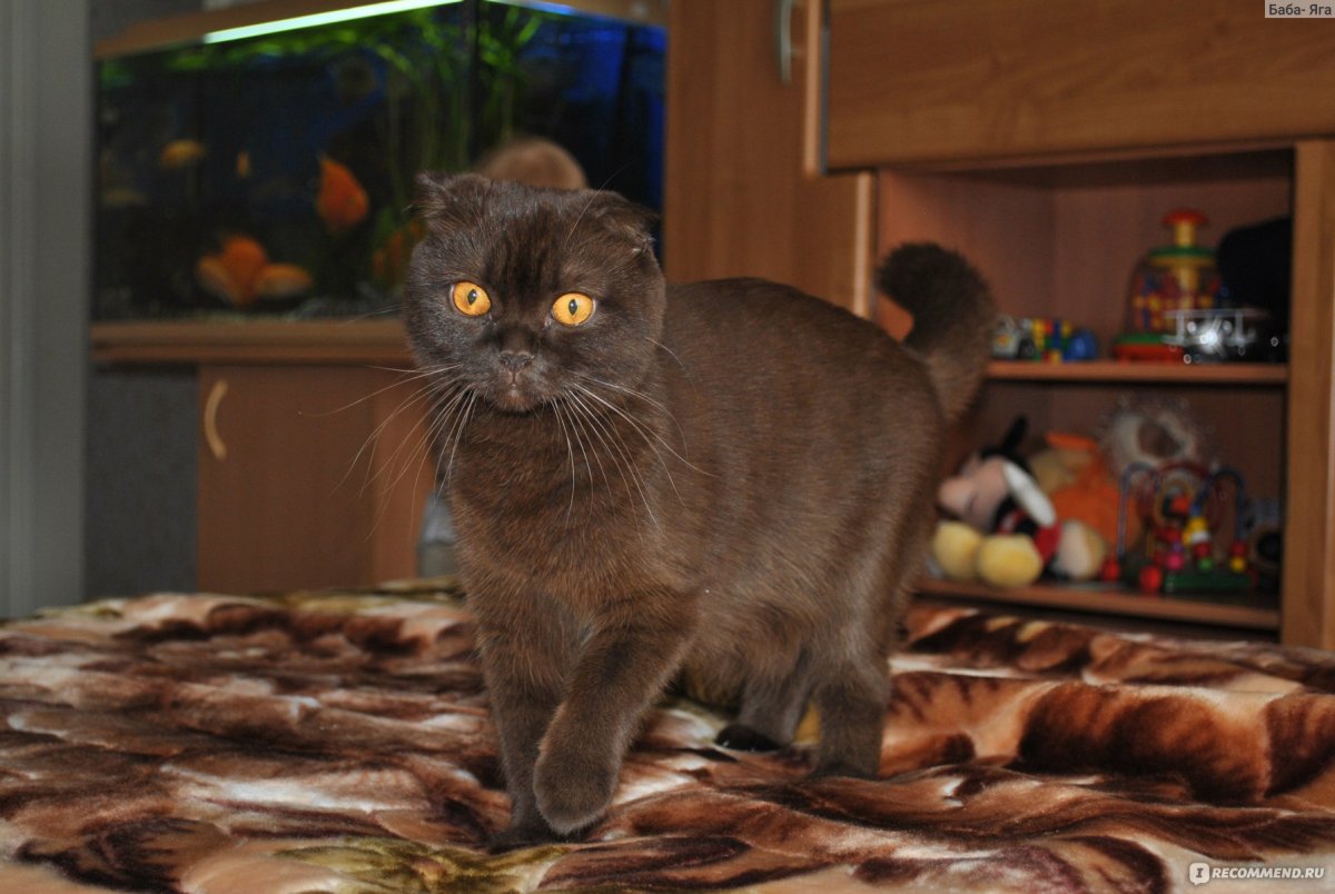 Коричневый котенок