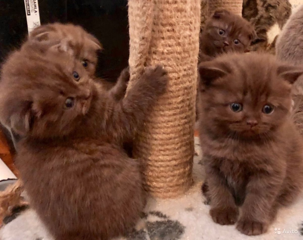 Вислоухий кот шотландский черный голубоглазый