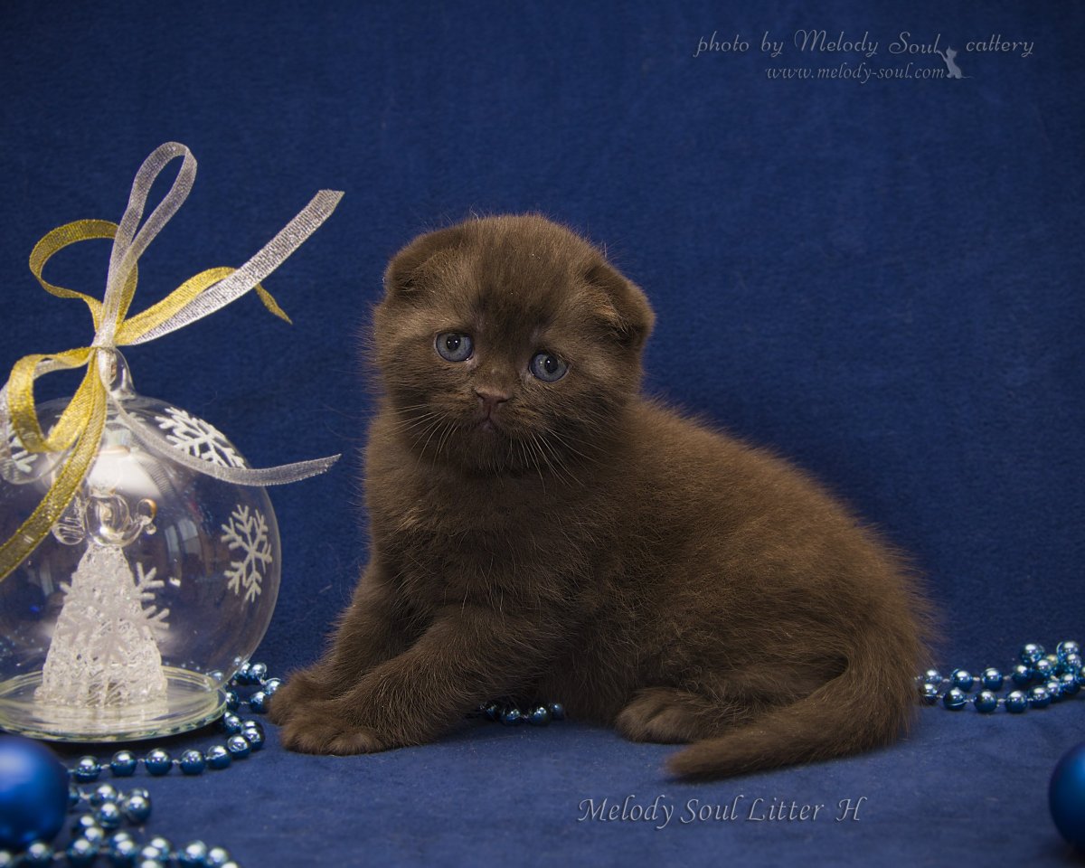 Шотландский вислоухий кот золотой мрамор