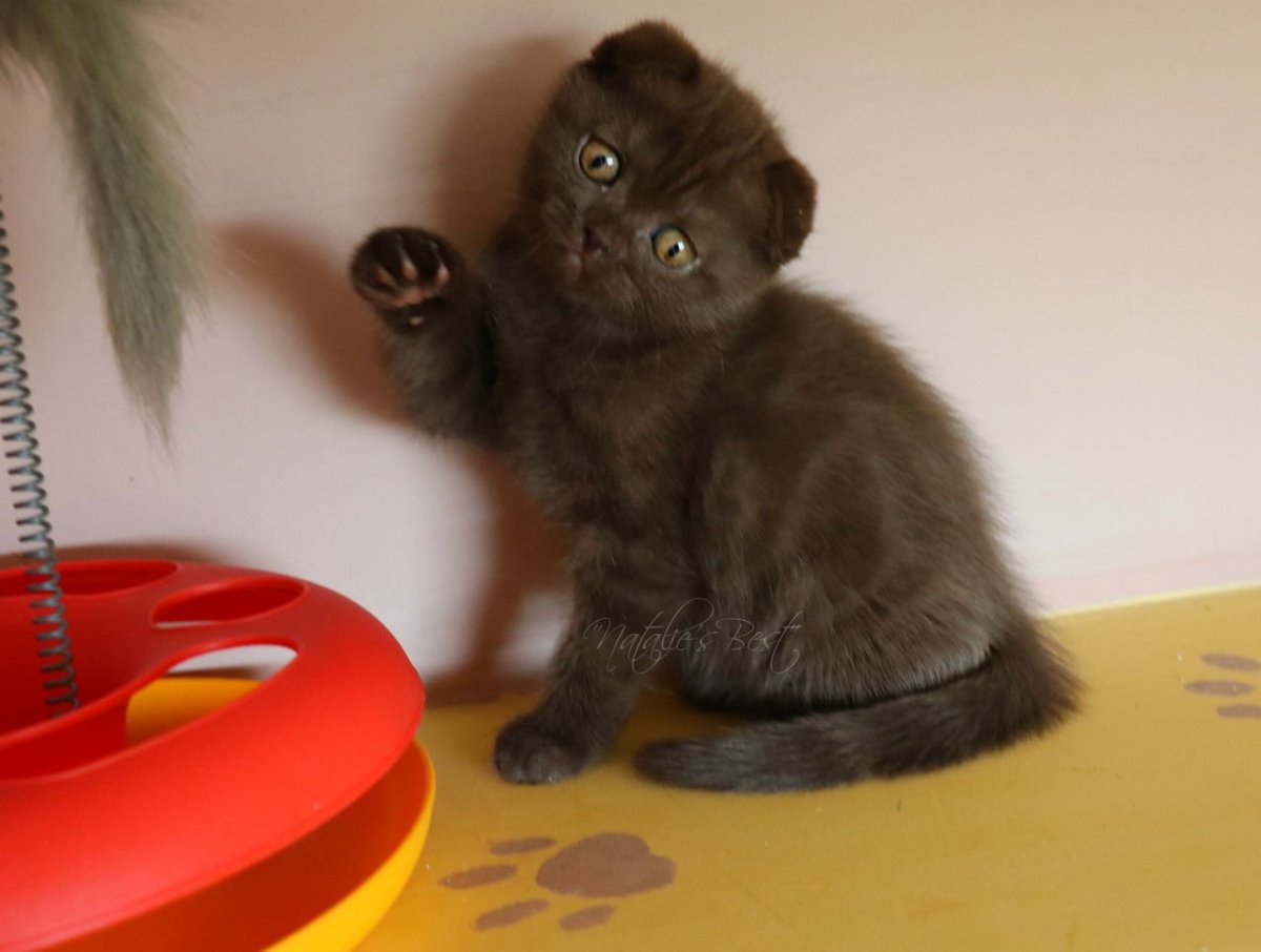 Шоколадный вислоухий котенок