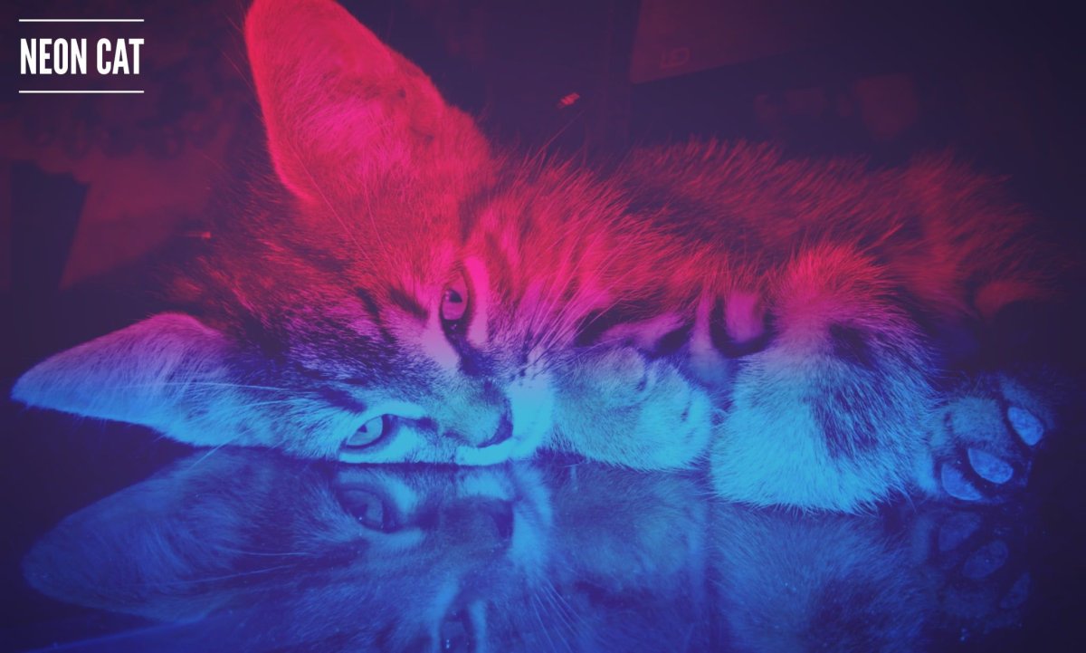 Обои кот неон