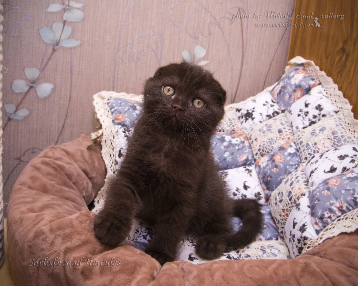 Шоколадный кот британец котенок