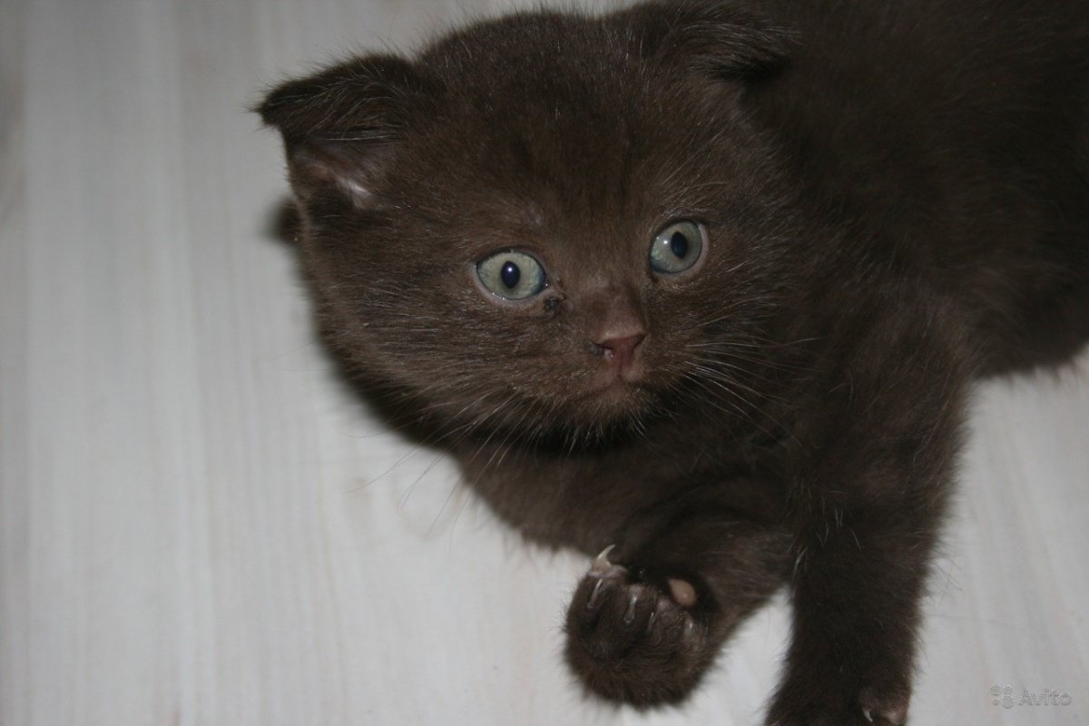 Скоттиш фолд шоколадный