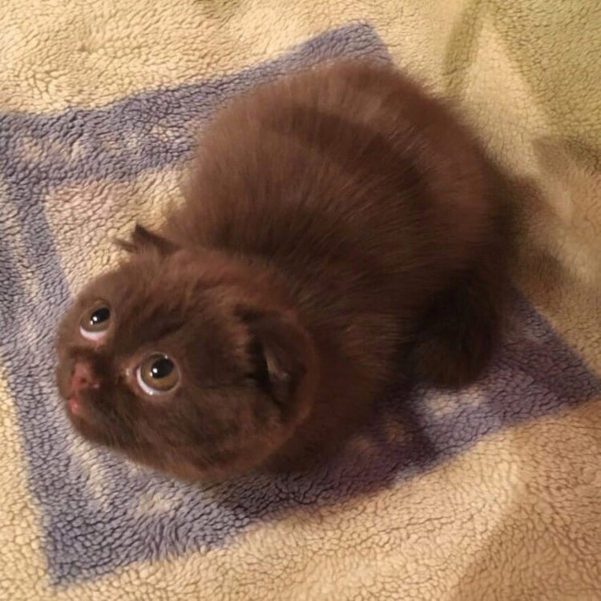 Скоттиш фолд шоколадный