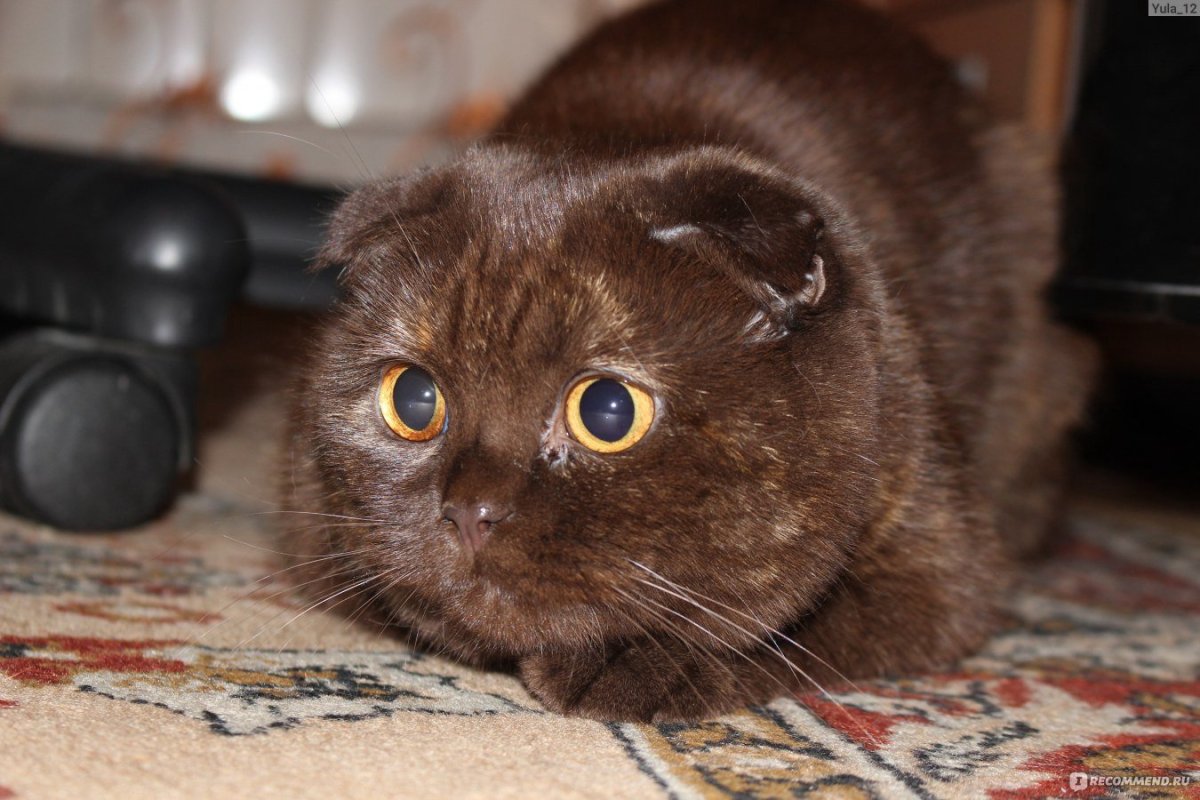 Шоколадный кот британец котенок