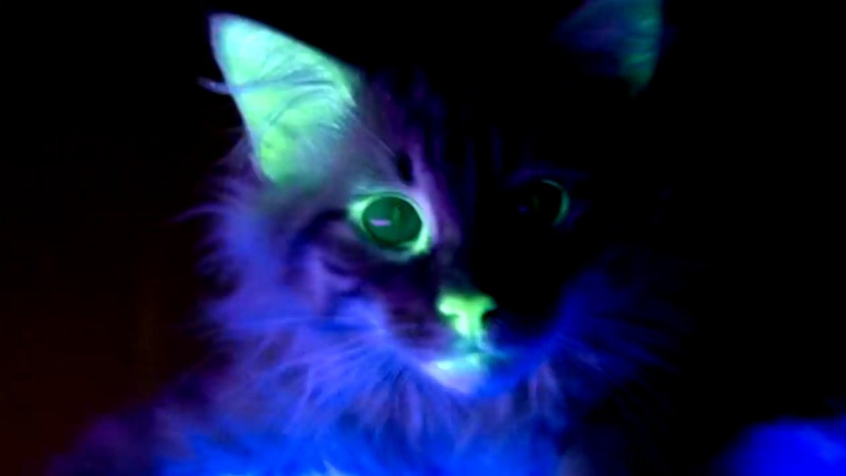Самый большой котик свечащийся