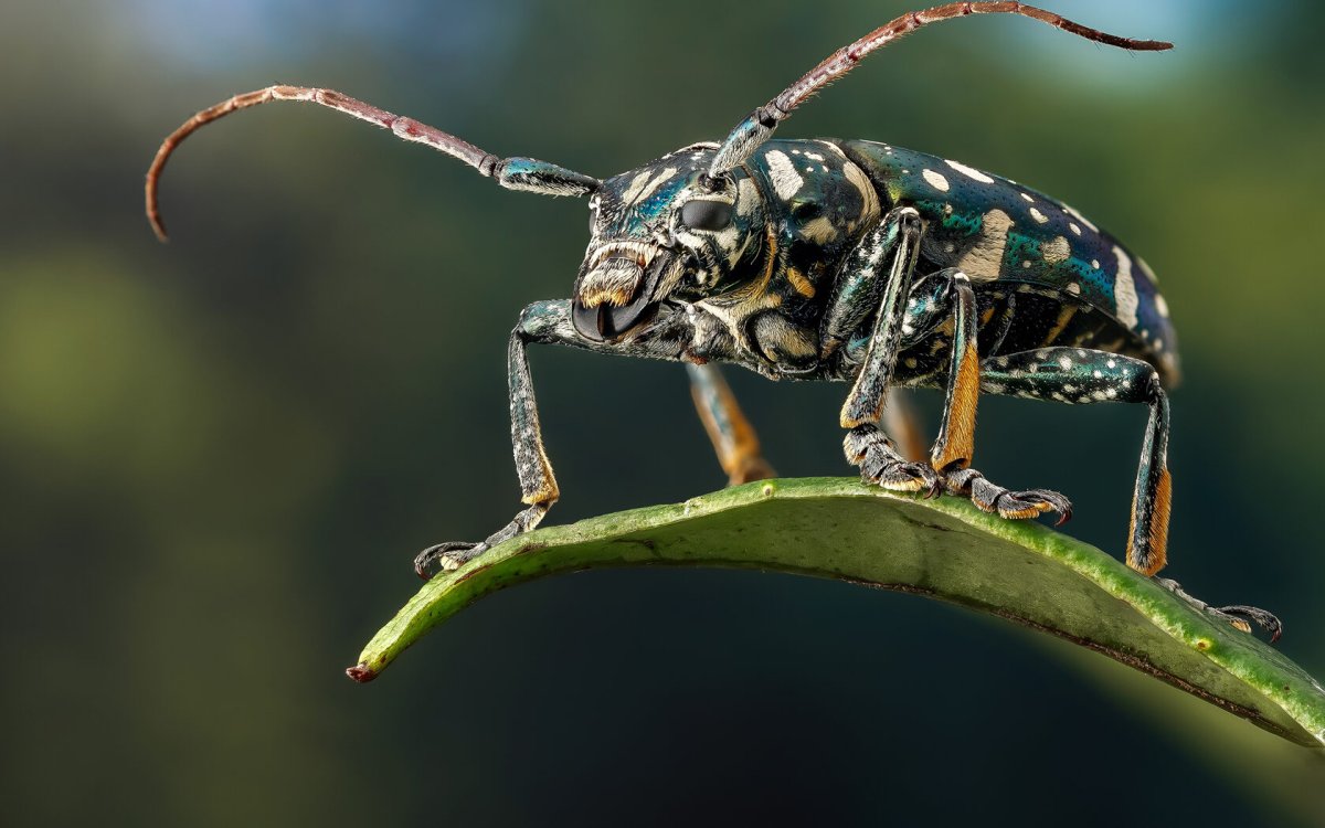 Жук коптоклав