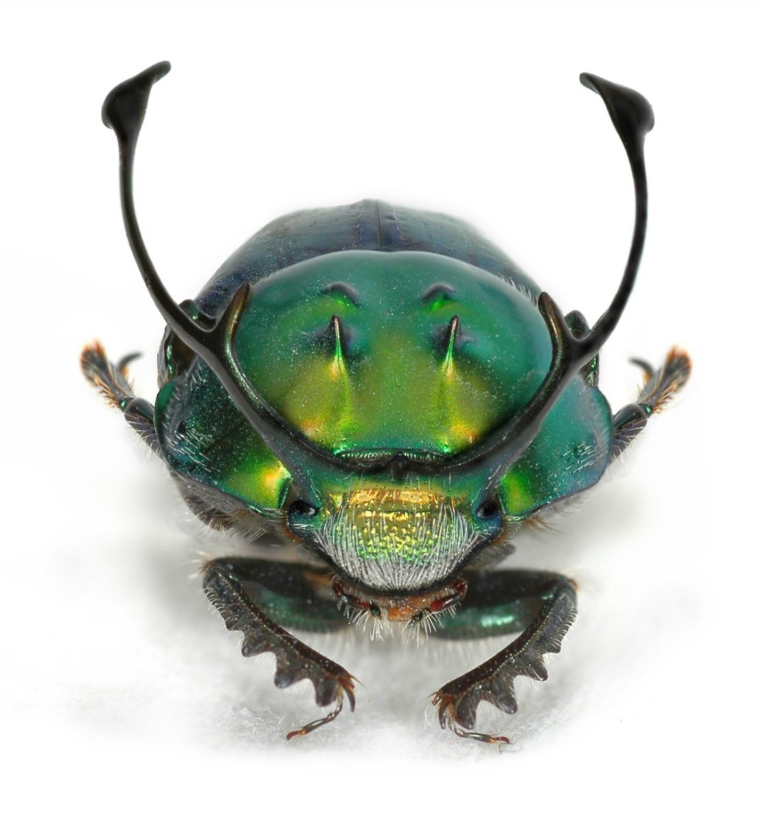 Proagoderus sexcornutus