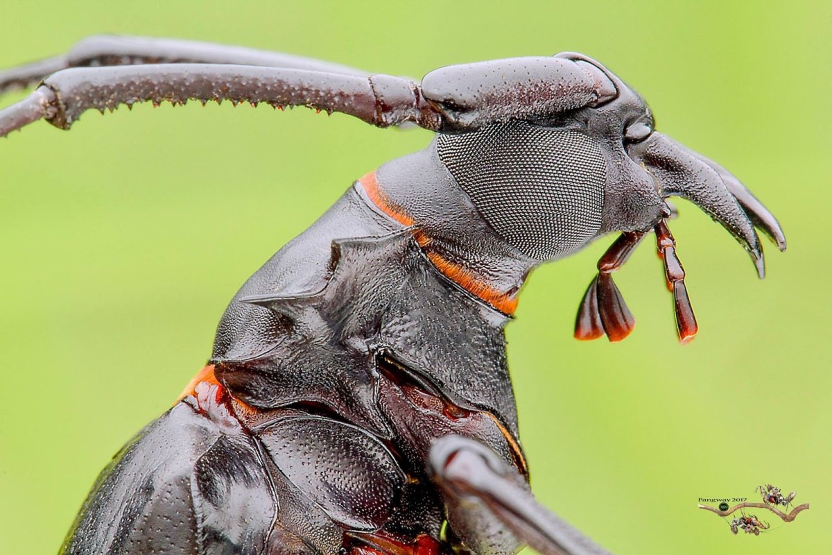 Жук Бегемот