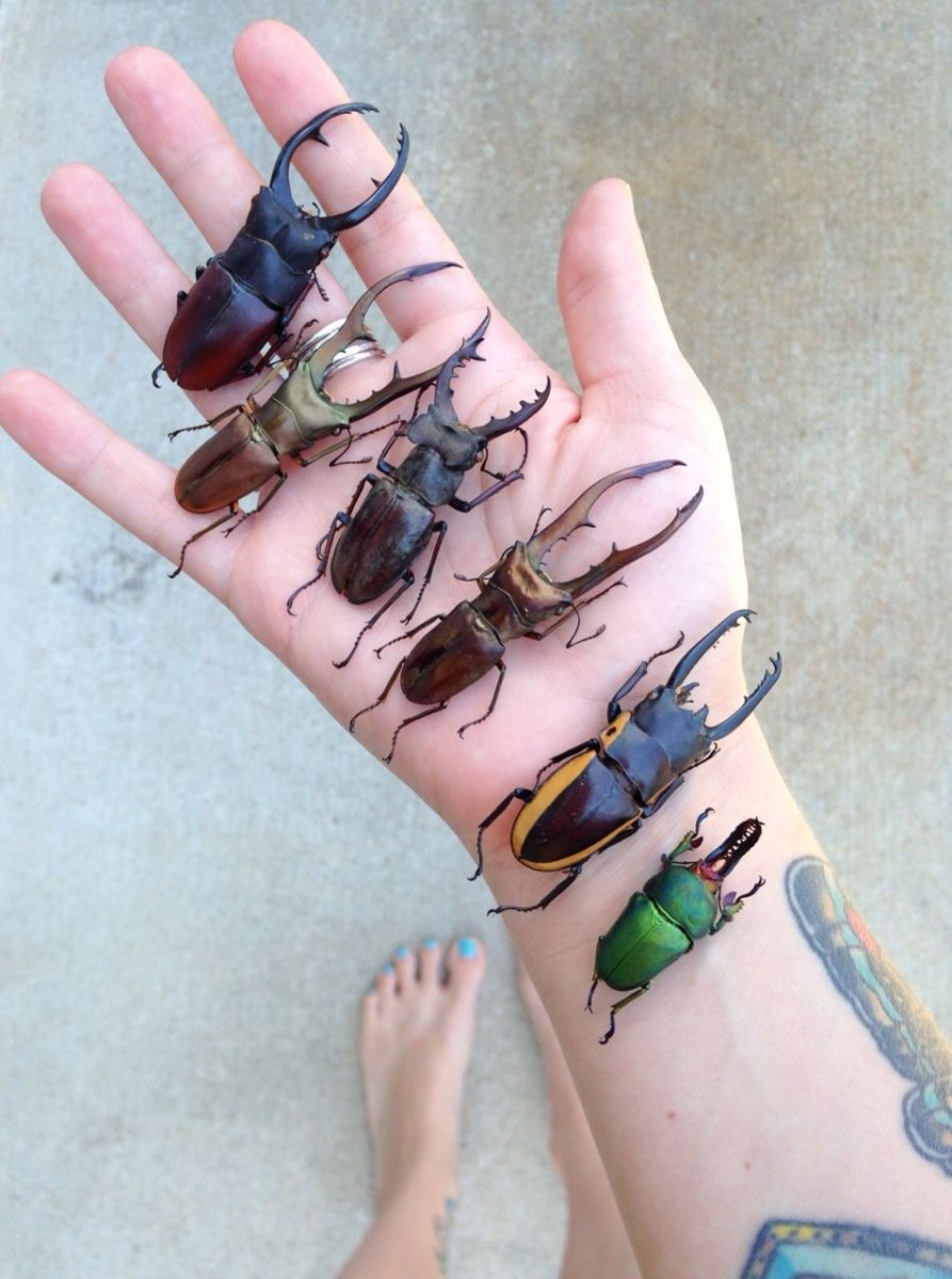 Жук на руке