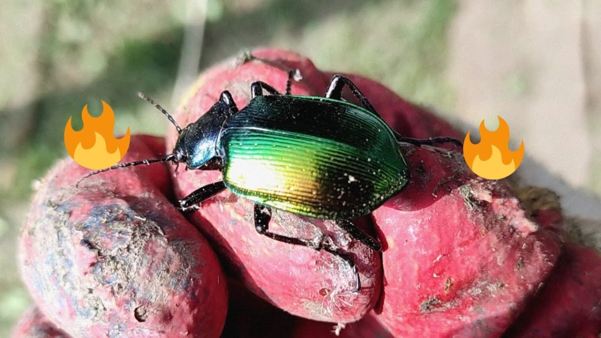 Редкие жуки