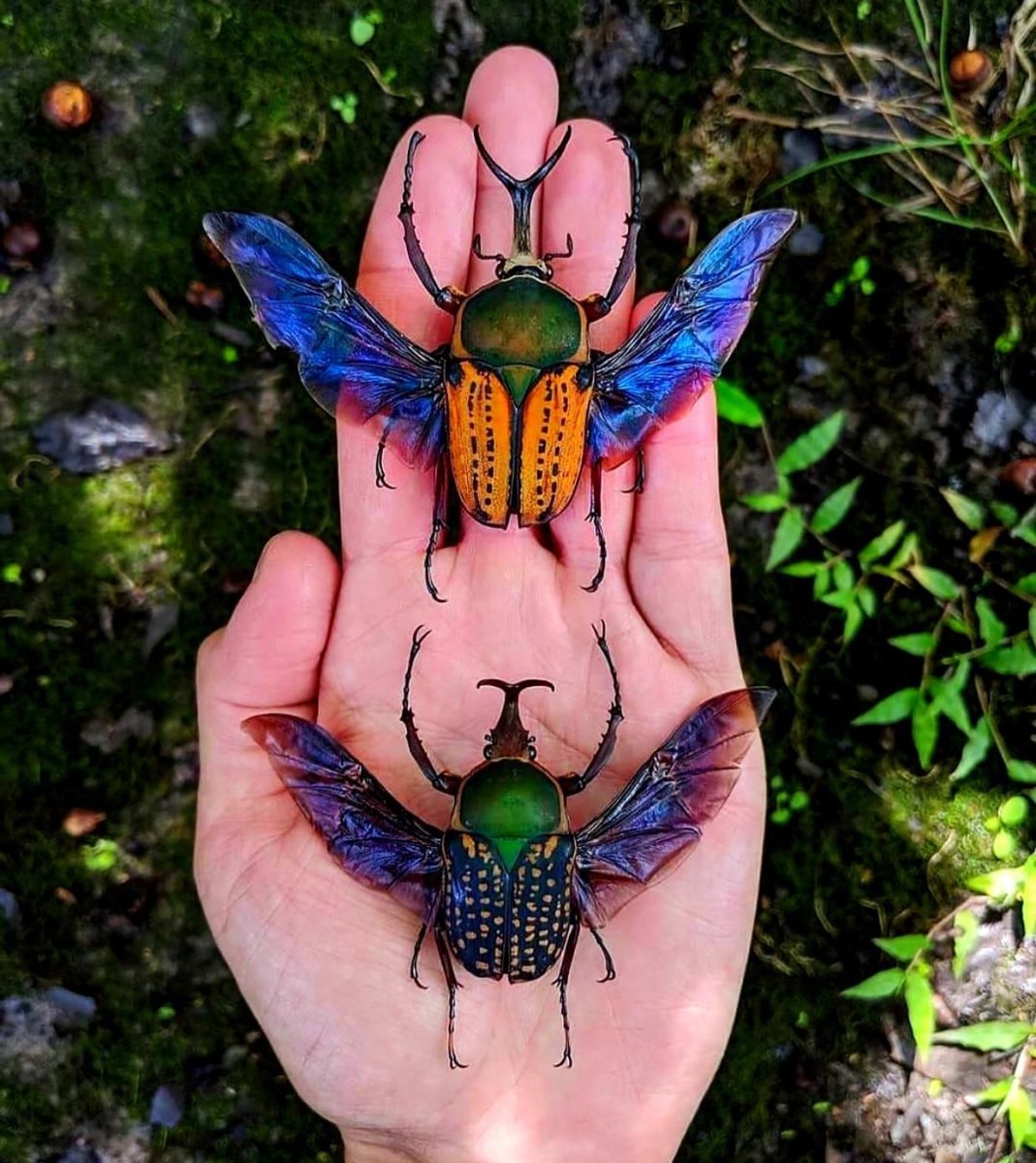 Жук бронзовка Африканская