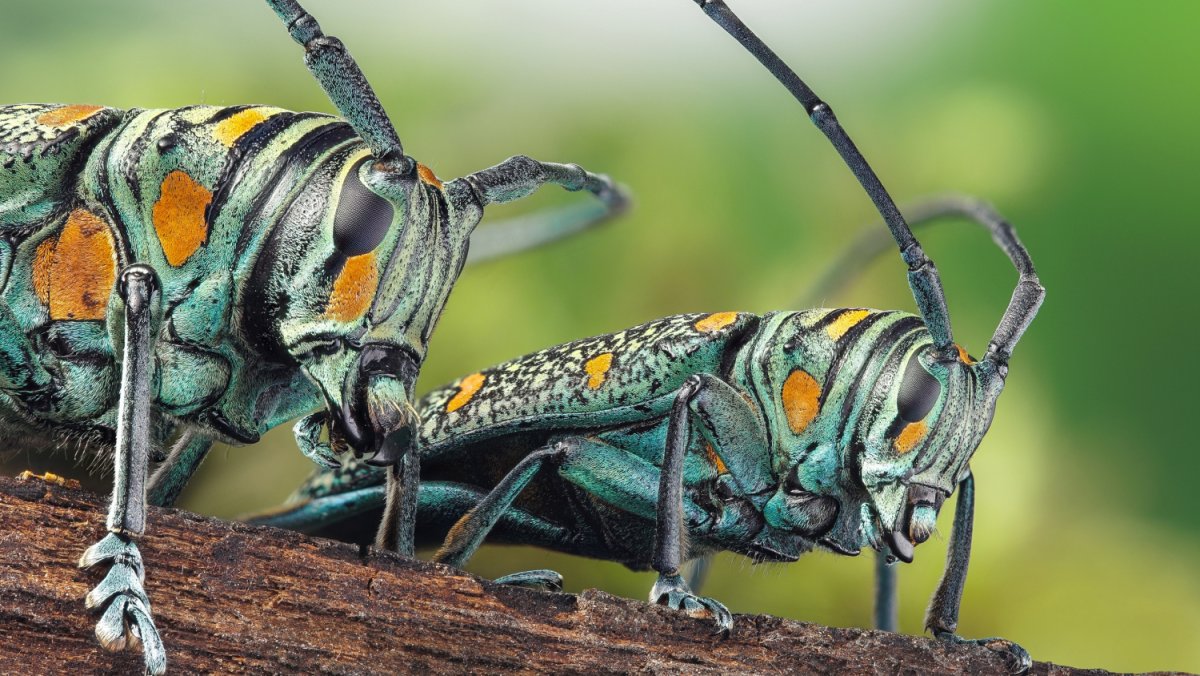 Макрофотографии мир насекомых