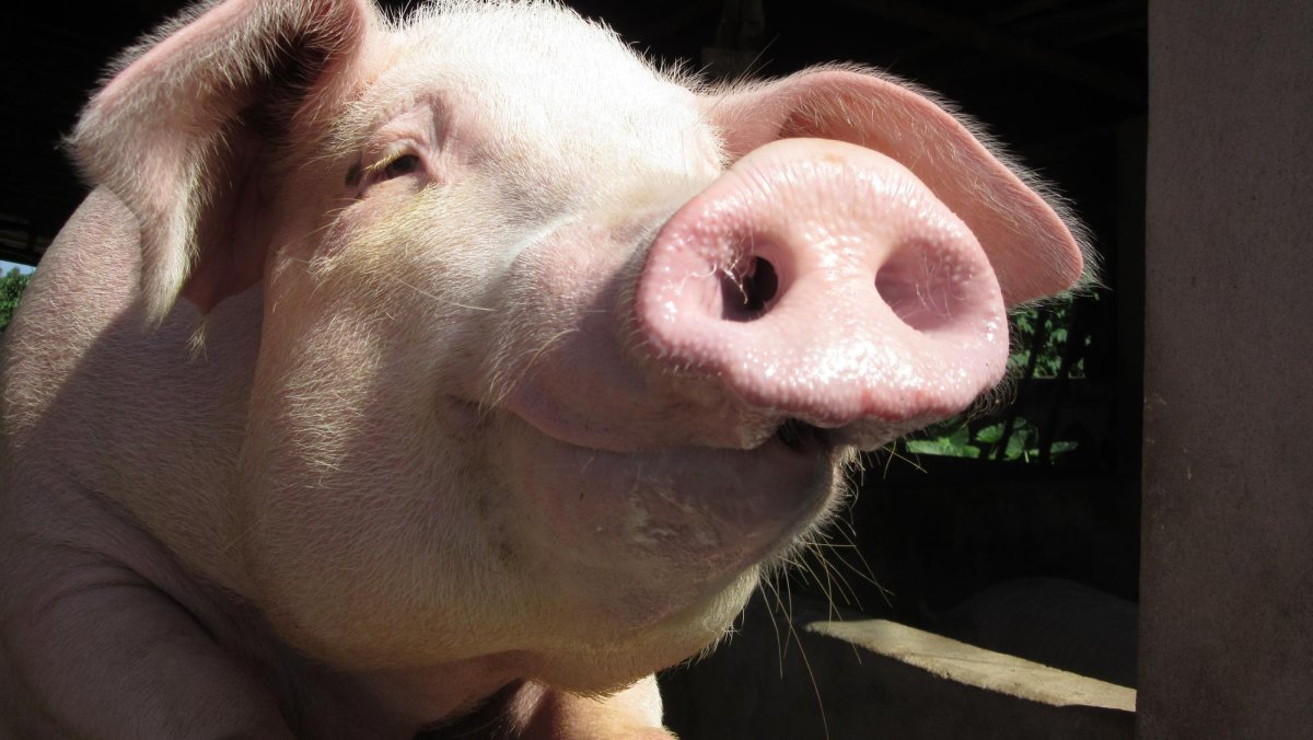 Свинья улыбается