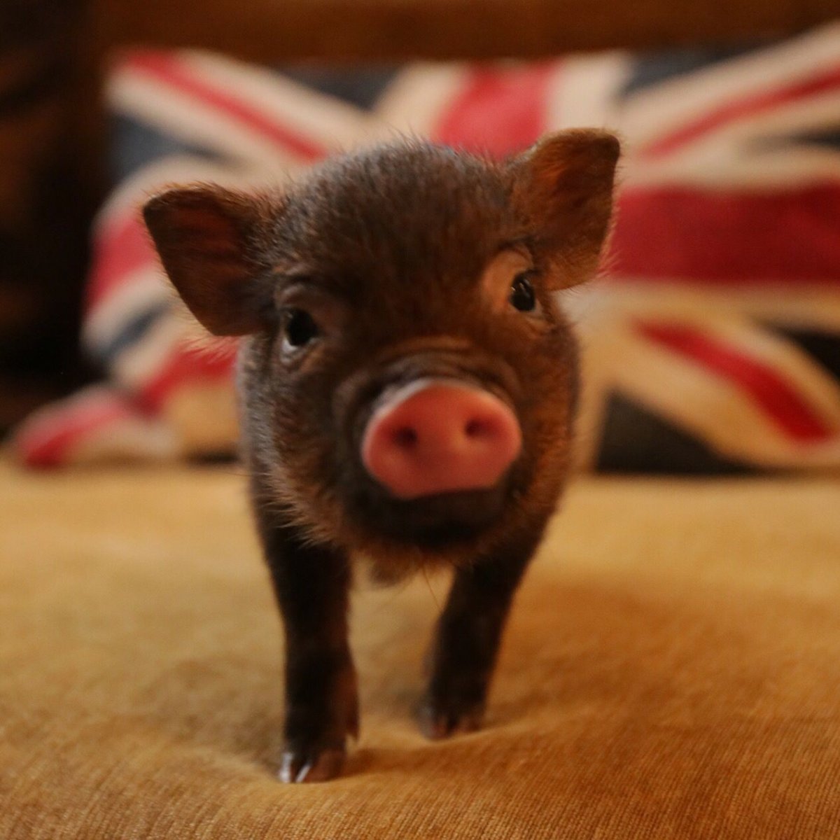 Размер свиньи