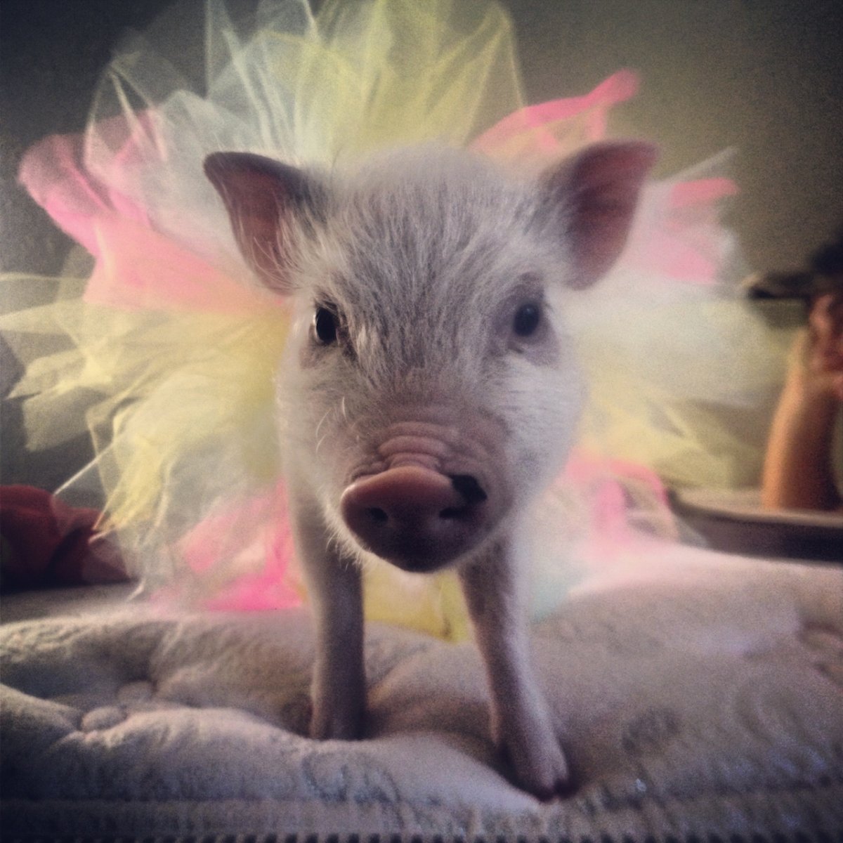 Волшебная свинья