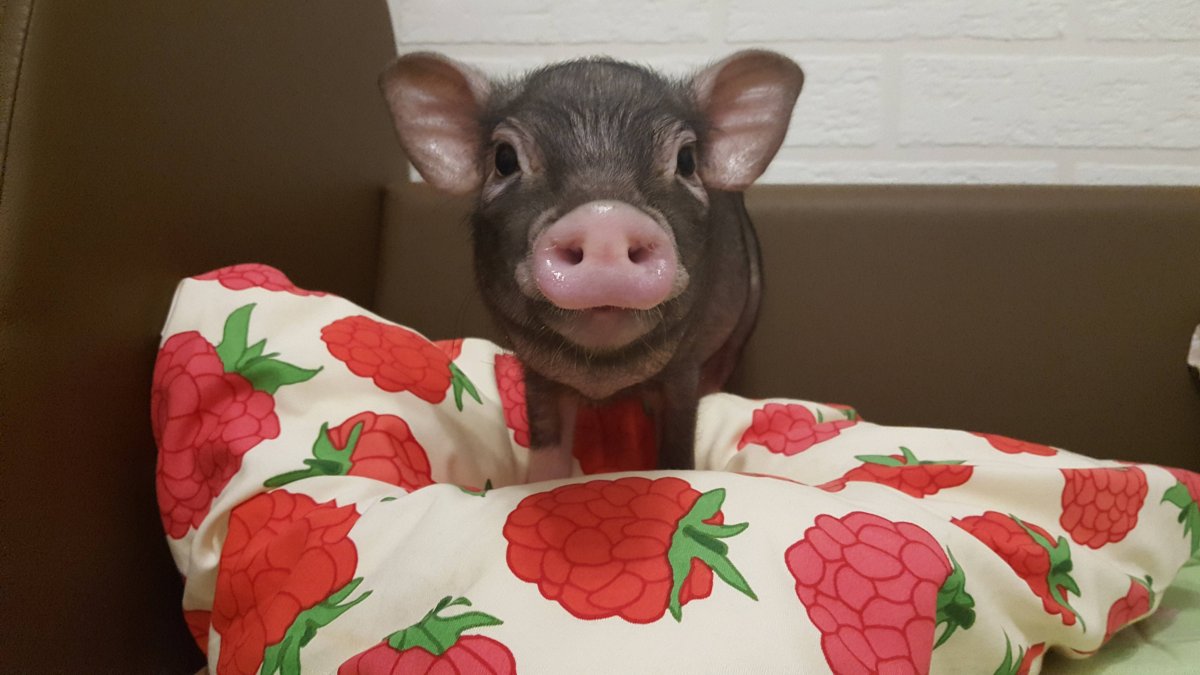 Поросенок в купальнике